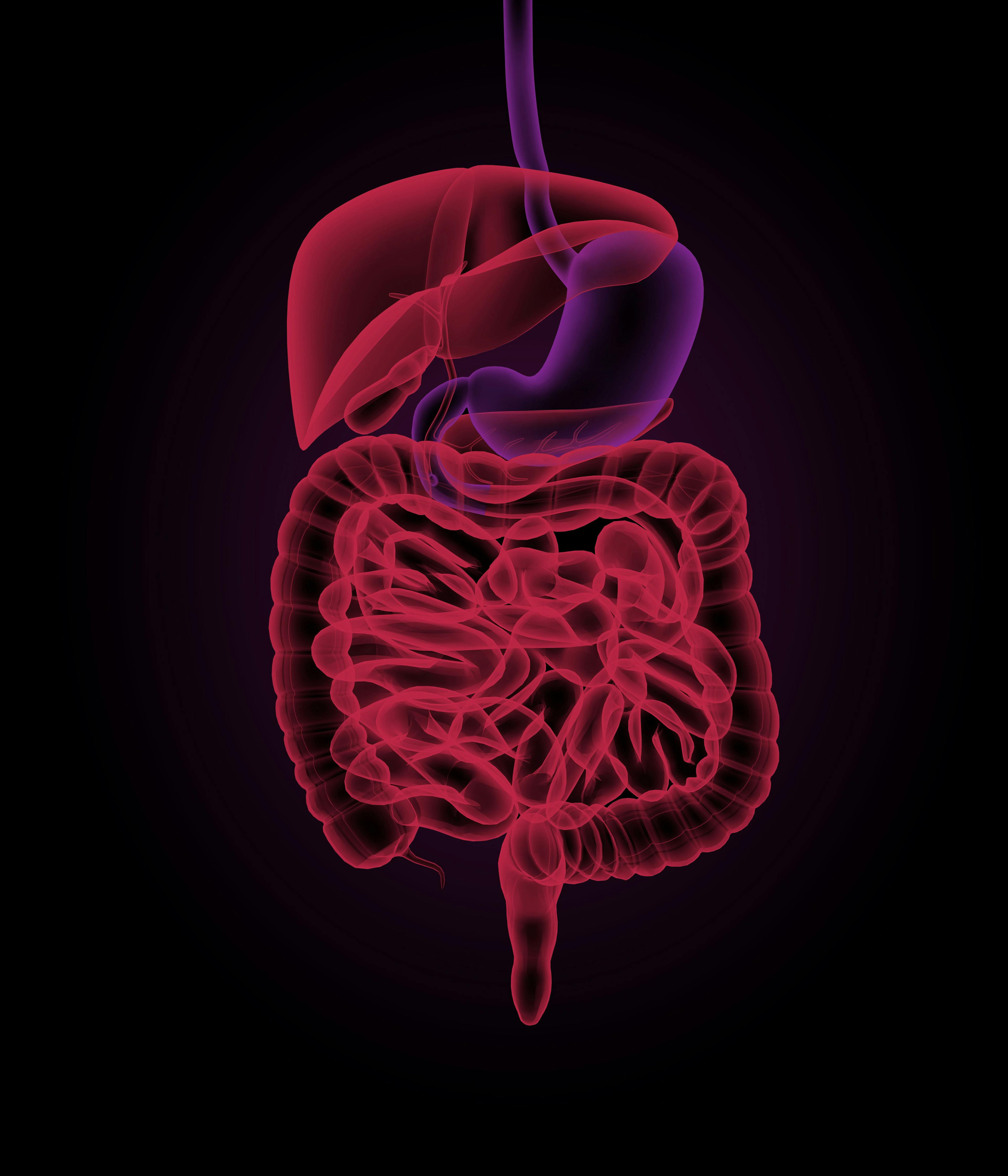 3D rendering of gastrointestinal system