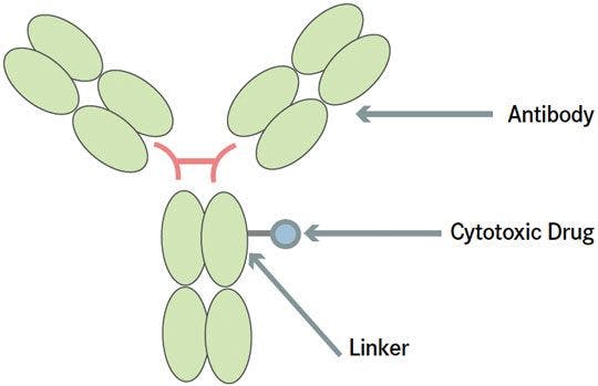 Schematic representation of an antibody drug conjugate (ADC). An ADC consists of 3 components: the monoclonal antibody, linker, and cytotoxic drug
