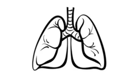 Lung Sketch