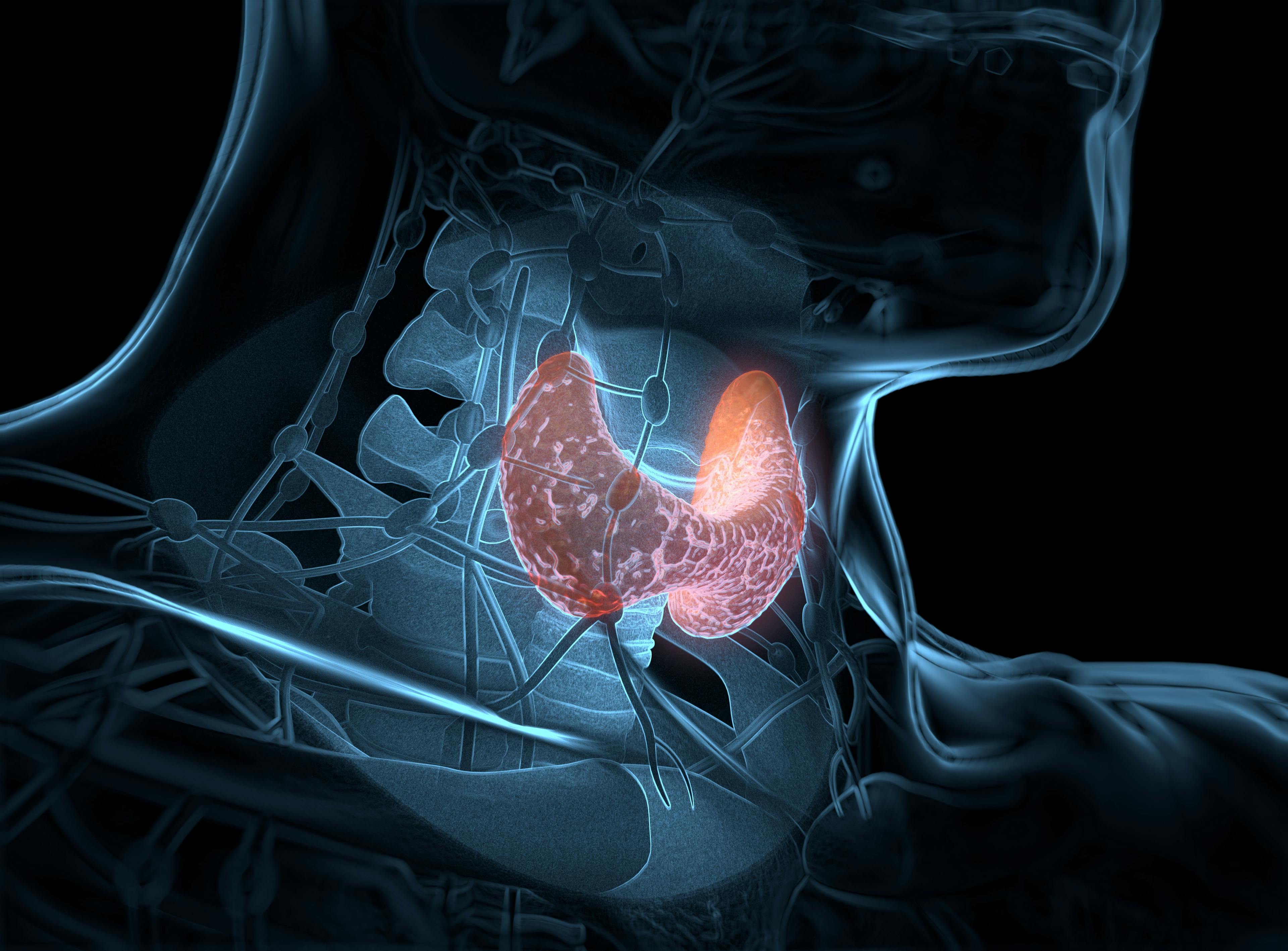 3D illustration of thyroid gland: © Anatomy Insider - stock.adobe.com