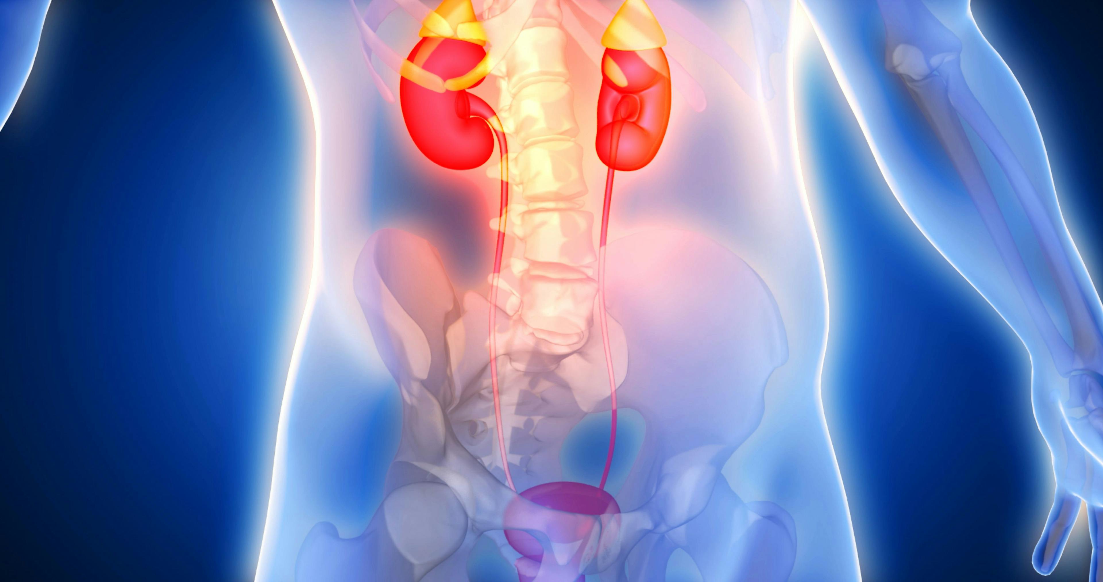 Kidneys, adrenal glands, genitourinary system: © Leo Viktorov - stock.adobe.com