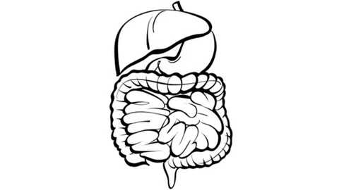 Sketch of gastrointestinal tract