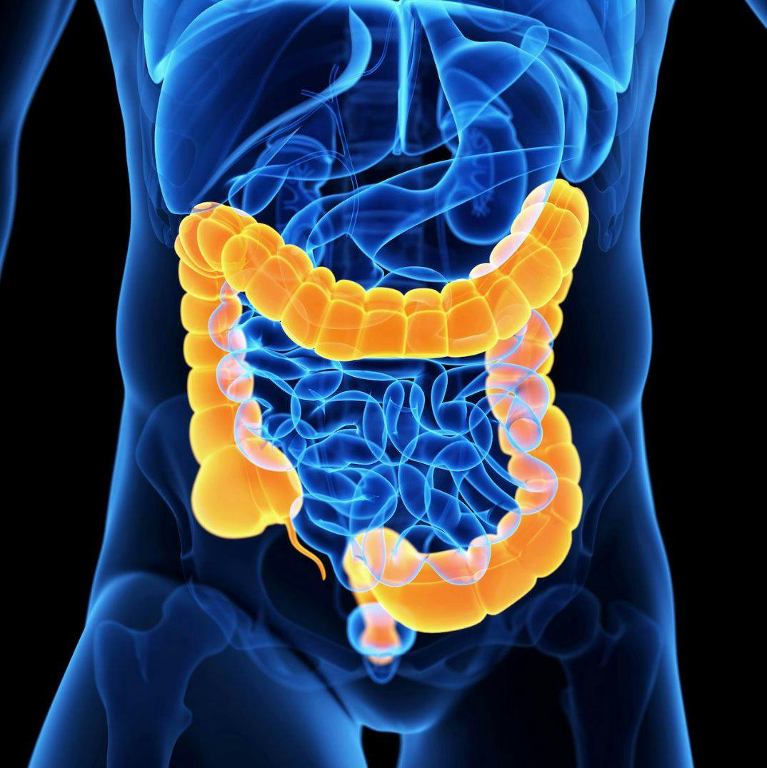 3D illustration of colon - stock.adobe.com