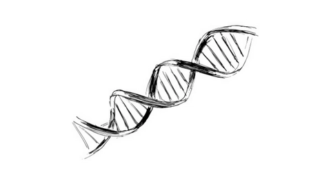 sketch of DNA strand