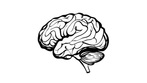 sketch of human brain