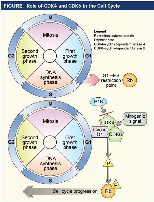 FIGURE. Role of CDK4 and CDK6 in the Cell Cycle
