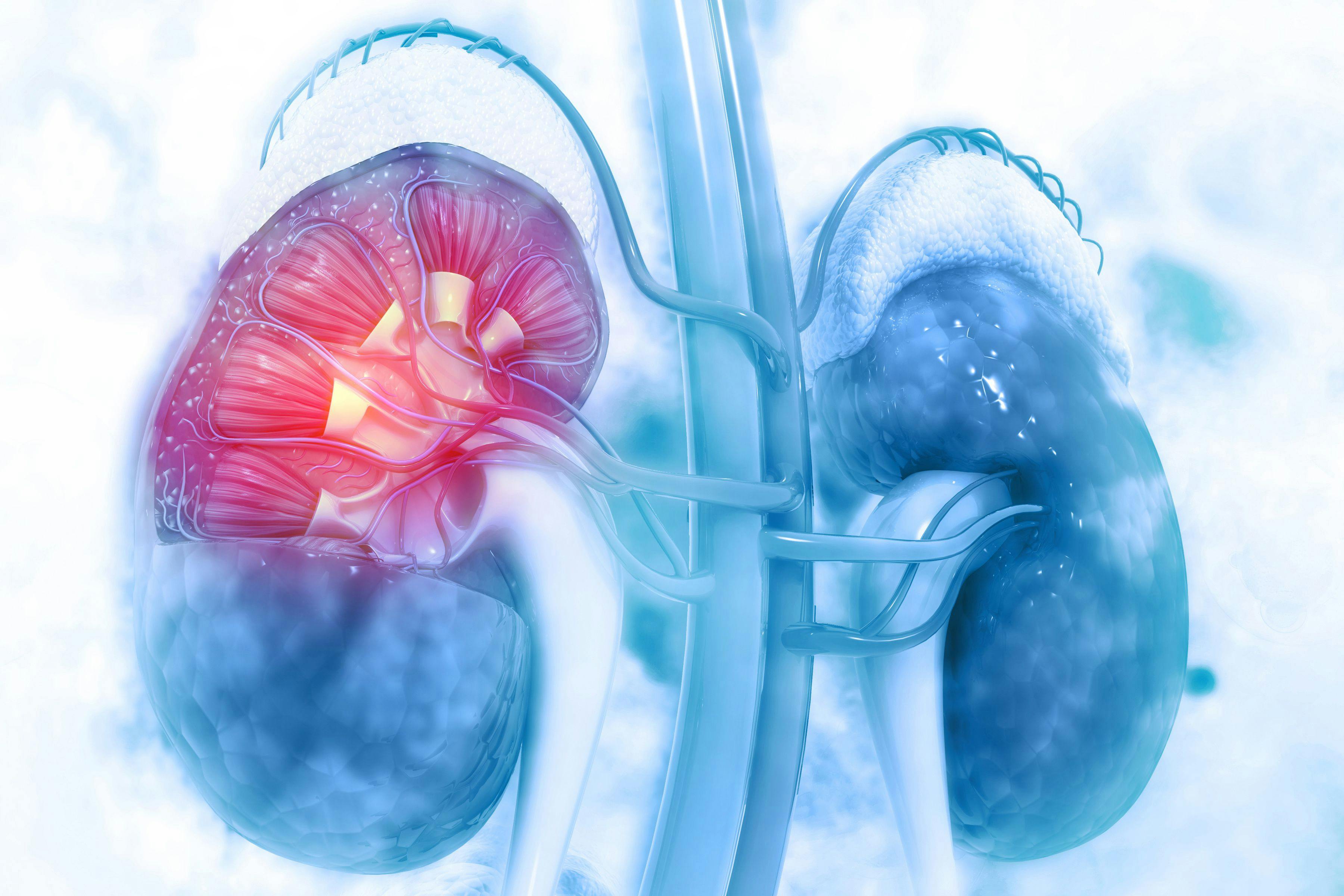 Human kidney cross section on scientific background: ©Crystal Light - stock.adobe.com