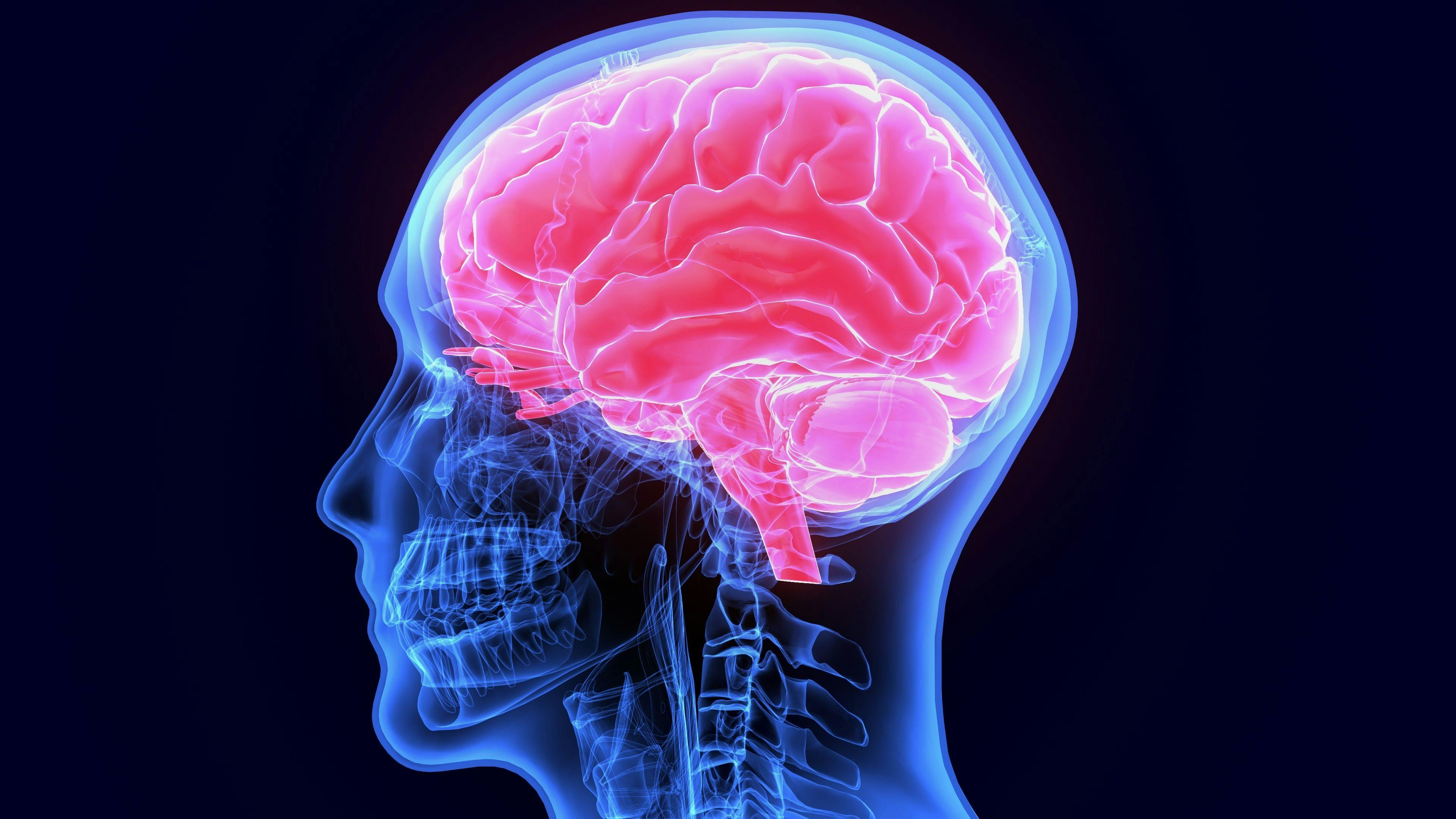 3d illustration of human body organ(brain anatomy): © PIC4U - stock.adobe.com