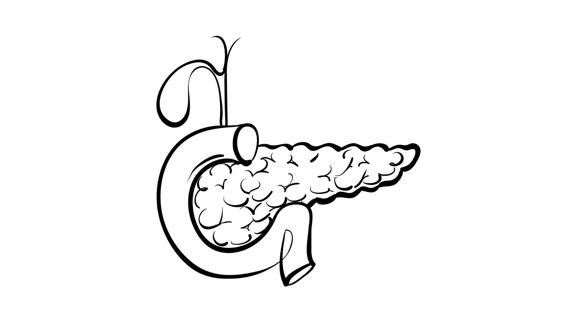 Sketch of the pancreas.