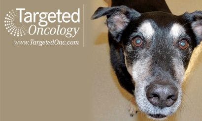 Dogs Doing Targeted Cancer Detection: Only the Nose Knows
