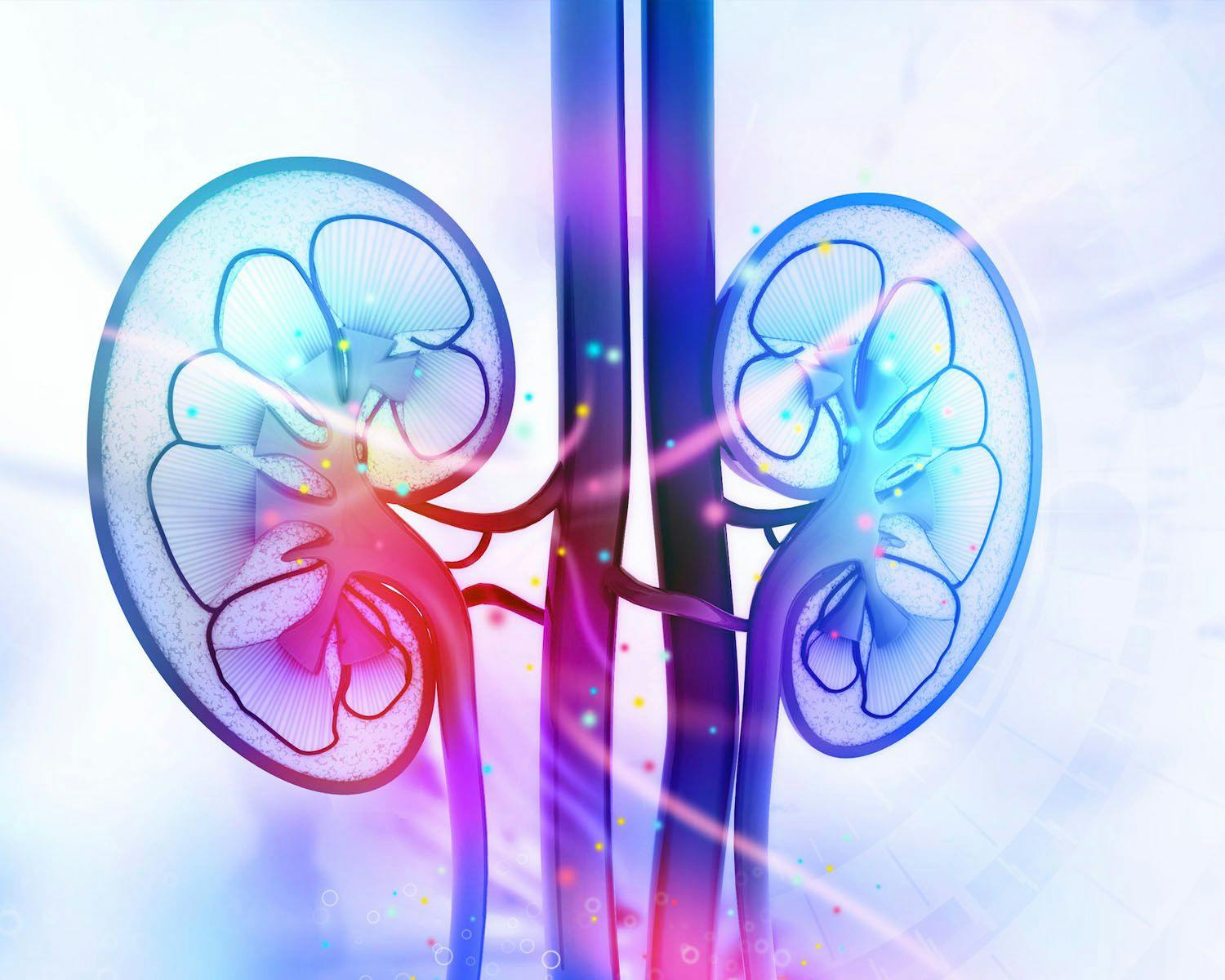 Human kidney cross section: © hywards - stock.adobe.com