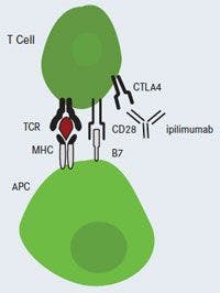 Ipilimumab Blocks CTLA-4: T-Cell Activation